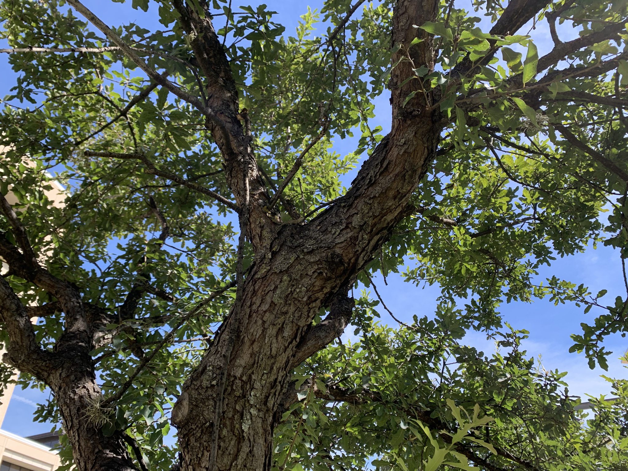 Quercus laceyi